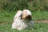 TERRIER DU TIBET 233